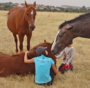 Foal relaxing with mare, stallion and children