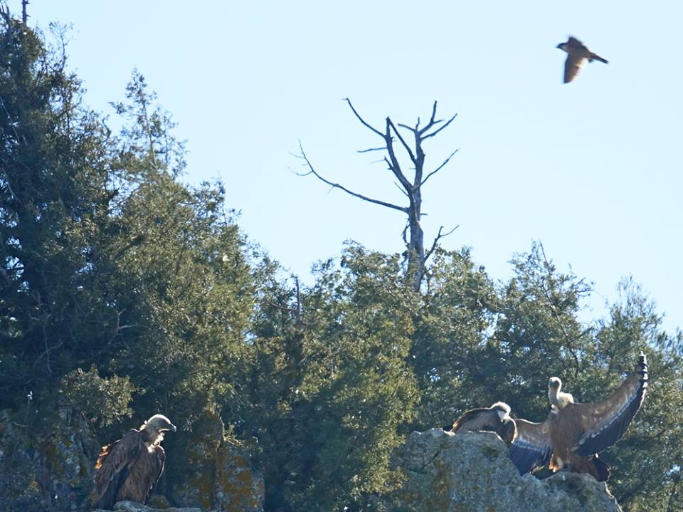 Peregrine Falcon and Griffon Vultures - Faucon pèlerin et Vautours fauves - Halcón peregrino y Buitres leonados