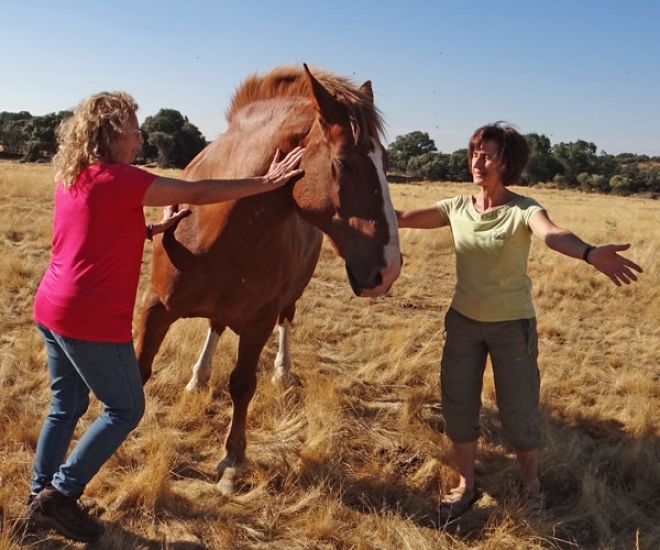 Développement personnel avec les chevaux