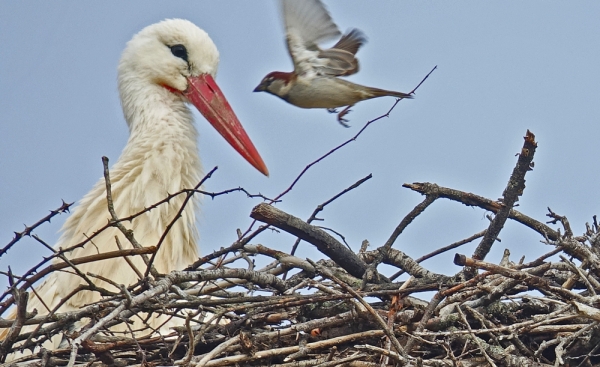 White Stork shares living space with Sparrows